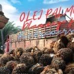 Olej Palmowy - Zdrowy czy Szkodliwy