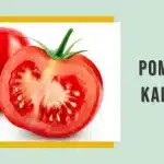 Pomidor - Kcal, Waga i Makroskładniki