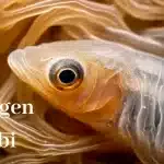 kolagen-rybi