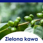 Zielona Kawa i jej Właściwości Odchudzające